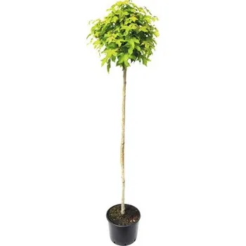 Květináč Ambroň západní FloraSelf Liquidambar styraciflua 'Gumball' kmen cca 180 cm celková výška cca 240 cm květináč 20 l