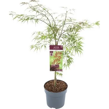 Květináč Javor dlanitolistý tmavě červený Acer palmatum 'Garnet' výška 60-80 cm květináč 6,5 l