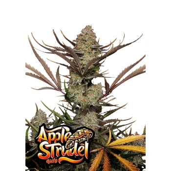 Semeno FastBuds Apple Strudel Auto Balení: 1ks