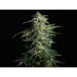 Swiss Dream Auto CBD - Kannabia Seeds ks: 3