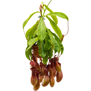 Gardners Nepenthes - závěs, průměr 14 cm Láčkovka