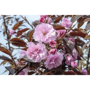 Sazenice Sakura ozdobná FloraSelf Prunus serrulata 'Royal Burgundy' výška 80-100 cm květináč 6 l