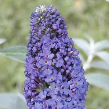Květináč Komule Davidova, motýlí keř FloraSelf Buddleja davidii modrá 30-60 cm květináč 3 l