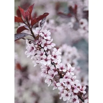 Květináč Okrasná slivoň myrobalán zakrslá FloraSelf Prunus cistena polokmen 40 cm výška 60-100 cm květináč 6 l