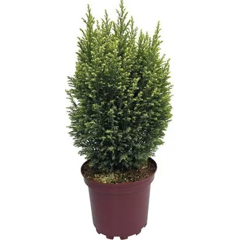 Květináč Cypřišek Snow White FloraSelf 20-30 cm květináč Ø 17 cm