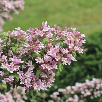 Kolkvície krásná FloraSelf Kolkwitzia amabilis 'Pink Cloud' výška 50-60 cm květináč 4,5 l