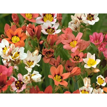 Semeno Dřípulka - mix Balení: cibule 5/6 - 30 ks Sparaxis mix