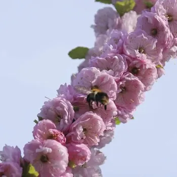 Sazenice Mandloň trojlaločná FloraSelf Prunus triloba 'Rosenmund' květináč 6 l