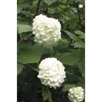 Květináč Kalina obecná Viburnum opulus 'Roseum' 80-100 cm květináč 10 l
