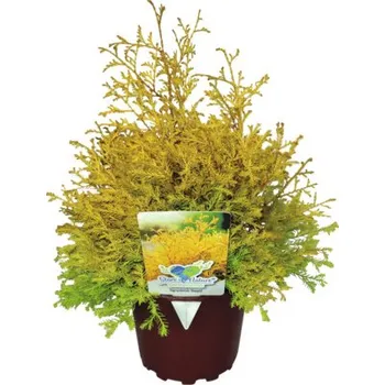 Květináč Túje/zerav západní FloraSelf Thuja occidentalis 'Rheingold' 20-30 cm květináč 2 l