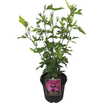 Květináč Ibišek syrský Hibiscus syriacus 'Aphrodite' výška 40-60 cm květináč 3 l