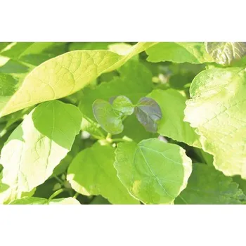 Sazenice Katalpa trubačovitá 'Nana' FloraSelf výška cca 125 cm květináč 18 l