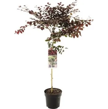 Květináč Vilín čínský na kmínku FloraSelf Loropetalum chinense 'Fire Dance' výška kmene 50 cm květináč 3 l