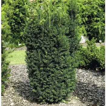 Květináč Tis prostřední FloraSelf Taxus media 'Hillii' výška 30-40 cm květináč 3 l
