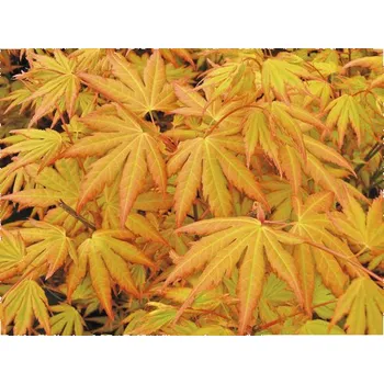 Květináč Javor dlanitolistý oranžový Acer palmatum 'Orange Dream' výška 50-60 cm květináč 3 l
