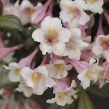 Sazenice Vajgélie zakrslá FloraSelf Weigela florida 'Vintage Love' květináč 6 l