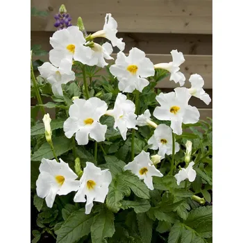 Semeno Dvojostice 'Snowtop' v květináči