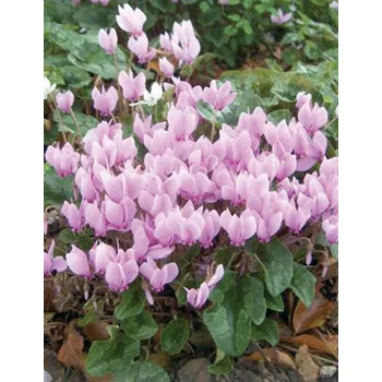 Sazenice Lukon Glads Cyclamen hederifolium - brambořík