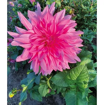 Sazenice Lukon Glads Jiřina CAFE AU LAIT ROSE - dahlia