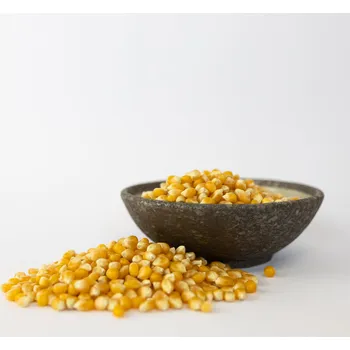 Lyopotraviny s.r.o. BIO Kukuřice na popcorn, 500 g