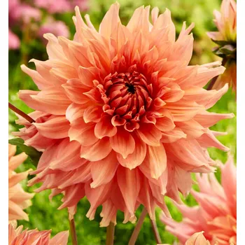 Sazenice Lukon Glads Jiřina FAIRWAY SPUR - dahlia