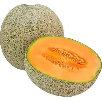 Meloun Cantaloupe, cca 1.7kg
