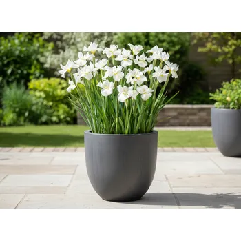 Sazenice Kosatec 'Gull´s wing' v květináči