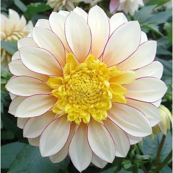 Sazenice Lukon Glads Jiřina POLKA - dahlia