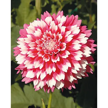 Sazenice Lukon Glads Jiřina FUZZY WUZZY - dahlia