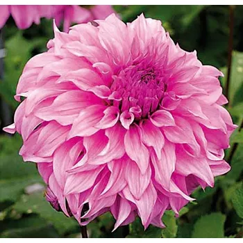 Semeno Lukon Glads Jiřina VASSIO MEGGOS - dahlia