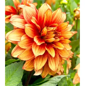 Sazenice Lukon Glads Jiřina DAZZLING MAGIC - dahlia
