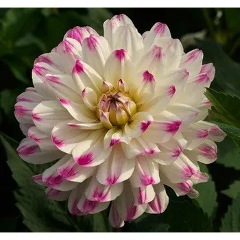 Sazenice Lukon Glads Jiřina HAPET LOTUS - dahlia