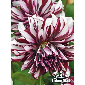 Sazenice Lukon Glads Jiřina TARTAN - dahlia