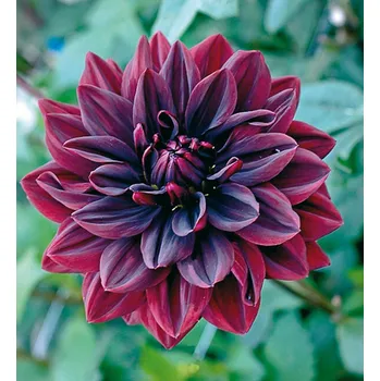 Semeno Lukon Glads Jiřina SAM HOPKINS - dahlia