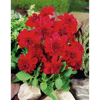 Sazenice Lukon Glads Jiřina PURPINKA - dahlia