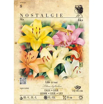 Sazenice Lilie, asijské hybridy, směs 4ks