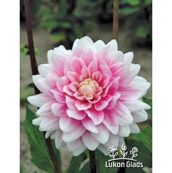 Sazenice Lukon Glads Jiřina OFFSHORE DREAM - dahlia
