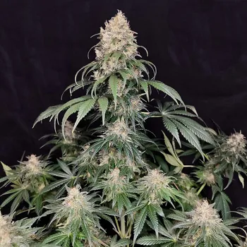 Semeno Medikit Fem CBD - Buddha Seeds ks: 3