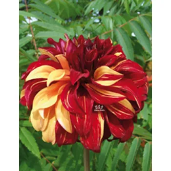 Sazenice Lukon Glads Jiřina BOHEMIAN SPARTACUS - dahlia