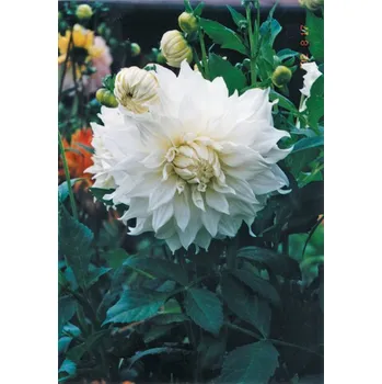 Sazenice Lukon Glads Jiřina SNOWBOUND - dahlia