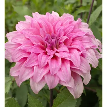 Sazenice Lukon Glads Jiřina ARTHUR HAMBLEY - dahlia
