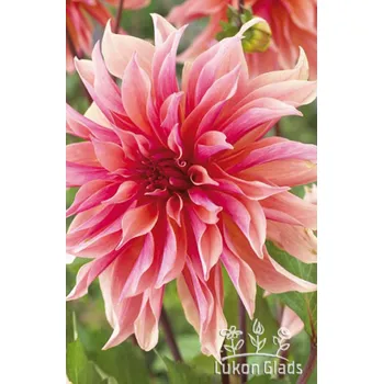 Sazenice Lukon Glads Jiřina LABYRINTH - dahlia