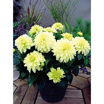 Sazenice Lukon Glads Jiřina GALLERY SERENADE - dahlia