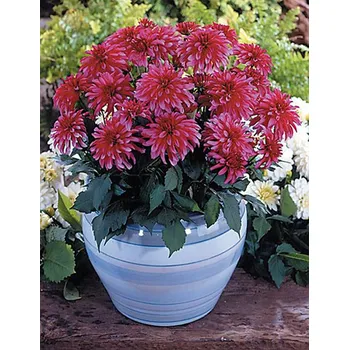 Semeno Lukon Glads Jiřina GALLERY ART NOUVEAU - dahlia