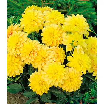 Semeno Lukon Glads Jiřina GALLERY CÉZANNE - dahlia