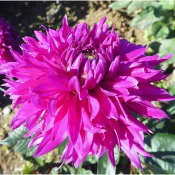 Sazenice Lukon Glads Jiřina CORNWALL ISLAND - dahlia