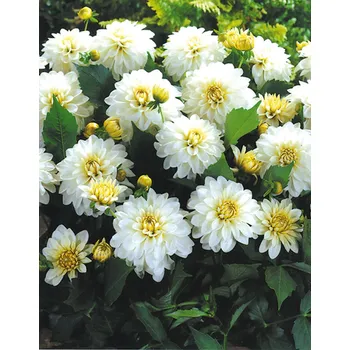 Semeno Lukon Glads Jiřina GALLERY ART FAIR - dahlia