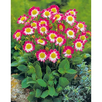 Sazenice Lukon Glads Jiřina SWEETHEART - dahlia