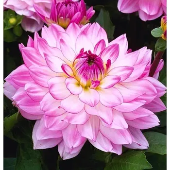 Sazenice Lukon Glads Jiřina SINCERITY - dahlia