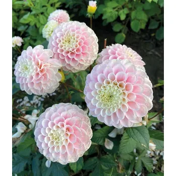 Semeno Lukon Glads Jiřina WIZZARD OF OZ - dahlia